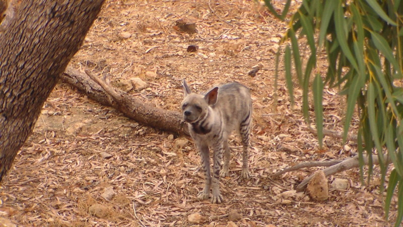 zoo 35 kopie(1)